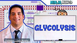 Metabolism  Glycolysis [upl. by Amrak]