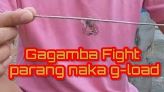 Gagamba Fight Ang Tindi Ng laban Ng gagamba NAMIN parang naka gload [upl. by Wells376]