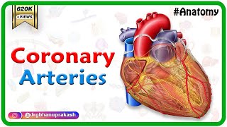 Coronary arteries Anatomy  Blood supply of Heart  Arterial supply of heart  Animation [upl. by Dyanne]