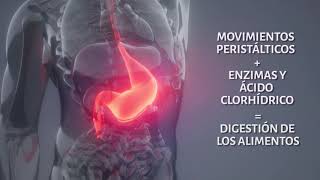 Funcionamiento del aparato digestivo [upl. by Otilia]