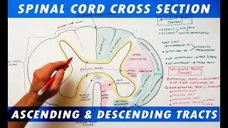 Ascending amp Descending Tracts  Spinal Cord cross section Neuroanatomy [upl. by Hutchison641]