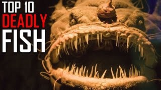 Top 10 Most Deadly Fish in the World [upl. by Cobb170]