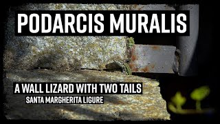 Wall Lizard with two tails  Podarcis muralis  Italy herpetology [upl. by Nigrom35]