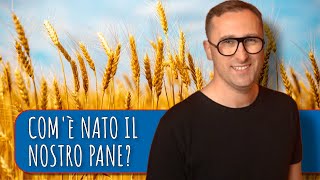 Come il grano tenero è diventato il frumento più diffuso al mondo  Levoluzione dei grani [upl. by Dikmen]