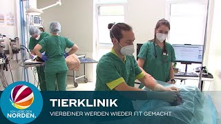 Tierklinik in Posthausen Hier werden Vierbeiner wieder fit gemacht [upl. by Eerb]