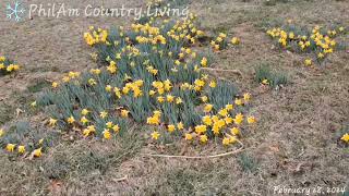 My Forsythia Plant and Daffodils quot PhilAm Country Living quot [upl. by Itsirhc]