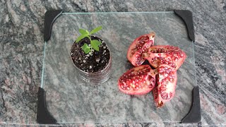 How to Grow a Pomegranate Tree from Seed Works Every Time [upl. by Yanrahc]