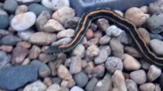 Garter snake with scoliosis [upl. by Arramahs]