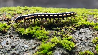 Rural Village Natural Tiny Creatures  Village Tour of India West Bengal  Morning Routine  Sun [upl. by Eirameinna]