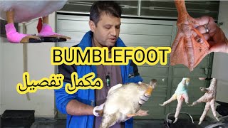 bumblefoot treatment  foot diseases in birds  bumblefoot removal AsianLab bumblefoot farming [upl. by Bore]