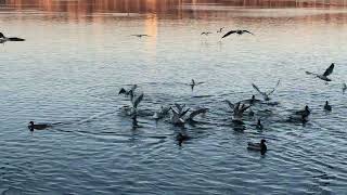 ducks in valea morilor lake chisinau [upl. by Ader]