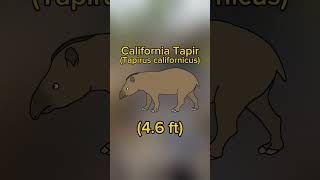 California Tapir One of the last tapirs of North America shorts extinct tapir [upl. by Ettennat109]