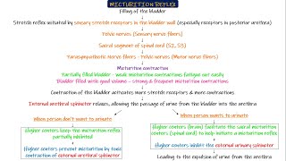 Micturition Reflex Chapter 26 part 5 Guyton and Hall Physiology [upl. by Ynnej]