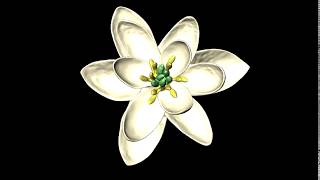 Short video of the 3D model of the reconstructed ancestral flower [upl. by Imtiaz]