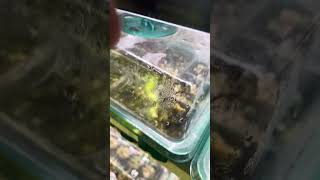 How to germinate Aloe seeds [upl. by Notrab19]