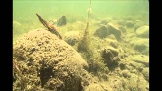 Dahlberg Clackin Crayfish River2Sea Produktvideo 1 [upl. by Nottage410]