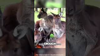 Hunter’s Genius Disguise Outsmarts Bold Kangaroos shorts viralvideo [upl. by Helaina]