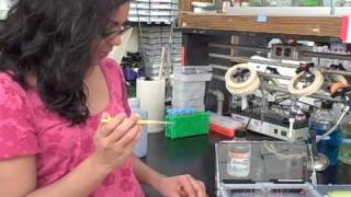 Part 6 of Gel Electrophoresis Series Gel Loading with DNA samples [upl. by Rehpotsirahc]