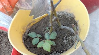 🌹Repotting of Roses  Rose cuttings Gardening roses [upl. by Delmore912]