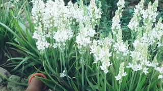 Care Of Ornithogalum Flower Plant  Care Of Chincherinchee Flower Plant [upl. by Lisandra]