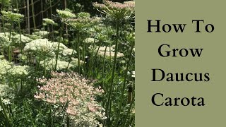 How To Grow Daucus [upl. by Mohamed85]