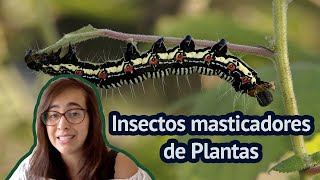 TIPOS DE PLAGAS 💀 Insectos masticadores 🐛 [upl. by Hum]