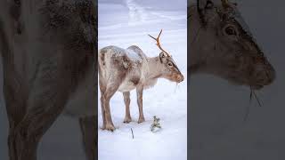 Reindeers Amazing Arctic Adaptations [upl. by Valera]