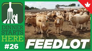 What Is In A Beef Feedlot  Farm 26  Dinner Starts Here [upl. by Oca]