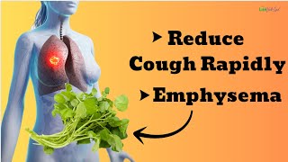 These leaves help reduce cough rapidly alleviating emphysema [upl. by Noreht51]