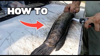 HOW TO FILET A NORTHERN SNAKEHEAD [upl. by Odnaloy347]