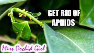 Home made insecticide for aphids that works [upl. by Einnek]