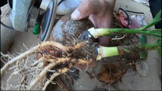 Twin Coconut Tree Bonsai Episode 01 [upl. by Idyak]