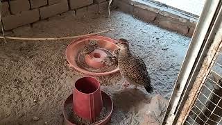 Exploring the World of Francolin Farming Grey Francolin With Her Chicks  Teetar [upl. by Server]