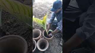 canna plants transplantation  canna gardening garden [upl. by Retepnhoj]