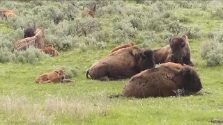 Man injured by bison in Yellowstone National Park while allegedly under the influence [upl. by Mullane673]