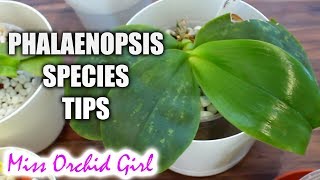 Phalaenopsis species update  Care tips [upl. by Eseeryt]