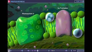 McGraw Hill Photosynthesis Tutorial [upl. by Nitsrek251]