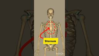 Sternum Bone 3D shortvideo animation shortsytshorts [upl. by Tnairb]