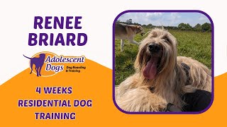 Renee the Briard  4 Weeks Residential Dog Training [upl. by Arretahs]