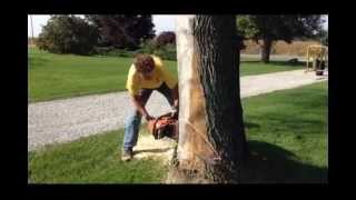 Felling Trees Bore Cut Method [upl. by Danny610]