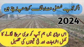 Tunnel farming complete information 2024  How to grow green chilli  best time  seeds  benefits [upl. by Helban263]