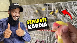 Aaj Apne Lovebirds ko separate kardia 🦜 Fahad Bhai Official [upl. by Koeppel]