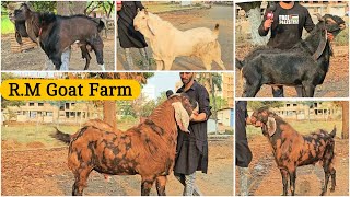 RM Goat Farm Badlapur Part 1  Awesome Collection of Big Andul Goats [upl. by Evreh]