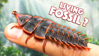 Prehistoric Creature FOUND ALIVE Trilobite Beetle [upl. by Esmerelda992]