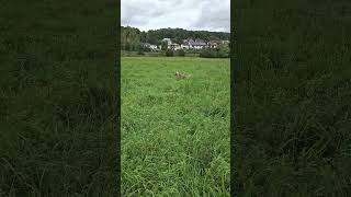 Grashüpfer auf der Donauaue in Rechtenstein mit Balou und Maiki [upl. by Idelle]