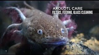 AXOLOTL CARE Filtration Feeding and Glass Cleaning [upl. by Brion70]