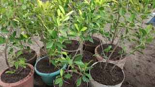 Repotting Ficus Floridana Plant  Good For Topiary Juns Planting Ideas [upl. by Scharaga]