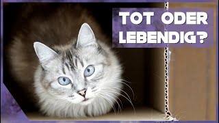 Schrödingers Katze einfach erklärt [upl. by Nosyt]