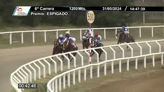 31052024 – Hipodromo Las Piedras – Carr 6 – ESPIGADO [upl. by Zachery]