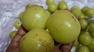 మా చెట్టు ఉసిరికాయలు gooseberryAmlaIndian gooseberry [upl. by Head504]